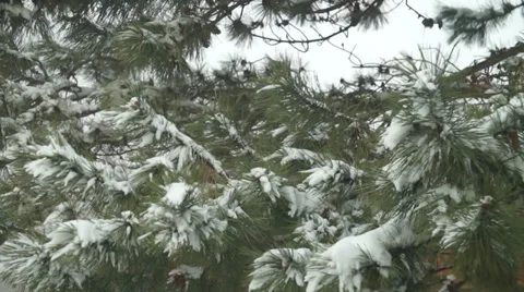 Pine tree branch in winter Stock Footage 36741898