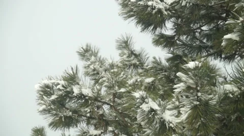 Pine tree branch in winter Vídeo Stock 36742010