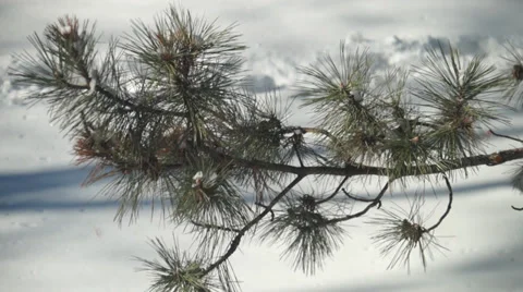 Pine tree branch in winter Stock Footage 36742013