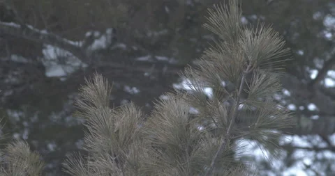 Pine Tree Branch in winter Stock Footage 147890404