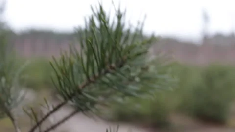 A pine tree branch wobbles in the woods. Stock Footage 297991818