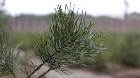 A pine tree branch wobbles in the woods. Stock Footage 297991887