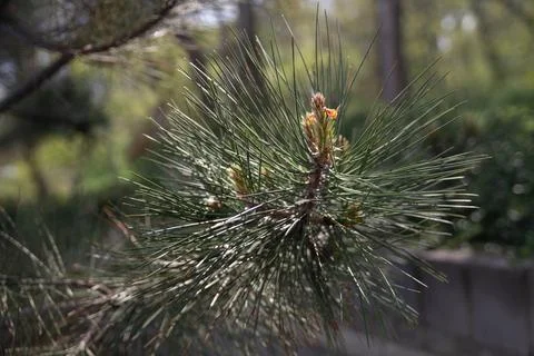 Pine tree branch with young buds in spring forest Stock Photos