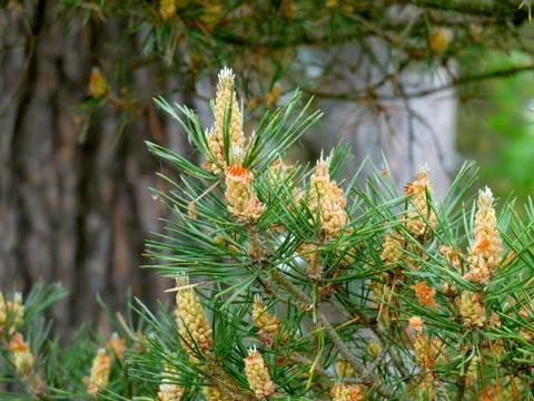 Pine tree branch with young cones Stock-Fotos