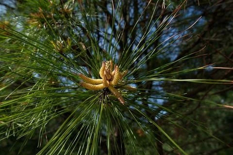 Pine tree branch with young cones and green needles on blurred background Stock Photos