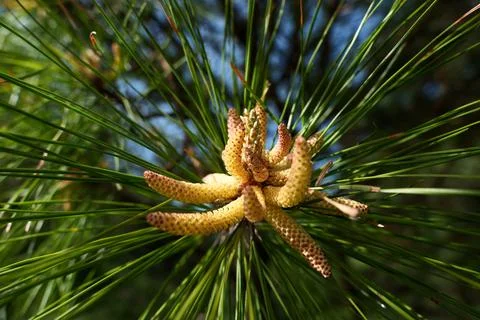 Pine tree branch with young cones and green needles on blurred background Stock Photos