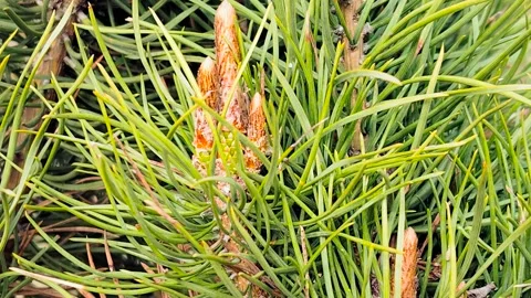 Pine tree branch with young spring buds and long green needles, close up view. Stock Footage 334592424
