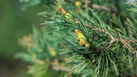 Pine tree branch with young yellow cones in spring Stock Photos