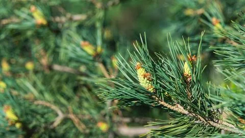 Pine tree branch with young yellow cones in spring Stock Photos