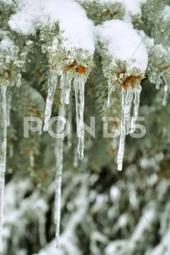 Pine tree branches after ice storm Stock Photos