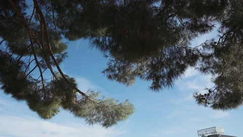 Pine tree branches against blue sky low angle in Arizona Stock-Footage 347968451