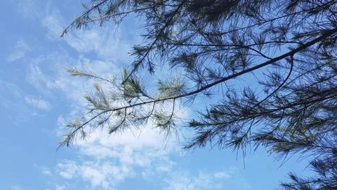 Pine tree branches against the blue sky with clouds. Nature background Stock Photos