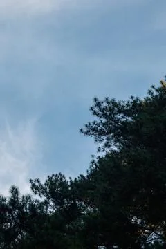 Pine Tree Branches Against Blue Sky Stock-Fotos