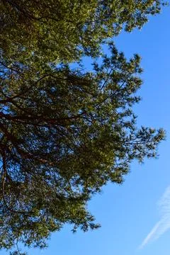 Pine Tree Branches Against Bright Blue Sky Stock Photos