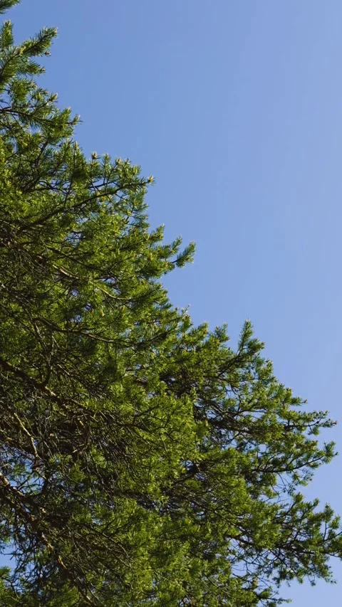 Pine Tree Branches Against a Clear Blue Sky Stock Footage 276963401