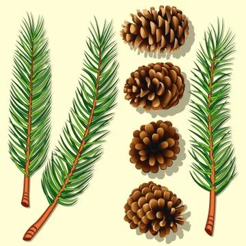 Pine tree branches and cones Stock Illustration