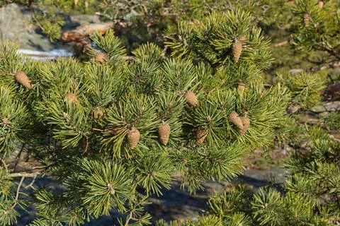 Pine tree branches and cones. Stock Photos