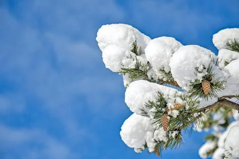 Pine tree branches and cones in snow on blue sky background Stock Photos