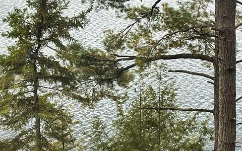 Pine tree branches and evergreen against rippling lake water surface Stock Photos