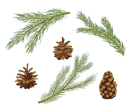 Pine Tree Branches and Fir Cones. Vector Cartoon Set isolated on white Stock Illustration