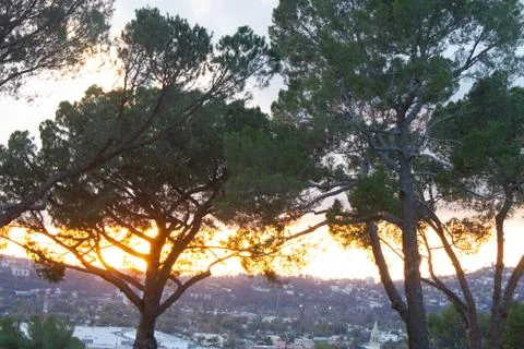 Pine tree branches and foliage with distant hillside homes and sunset cloud with Stock Photos