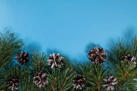 Pine tree branches and frosted cones on blue background Stock Photos
