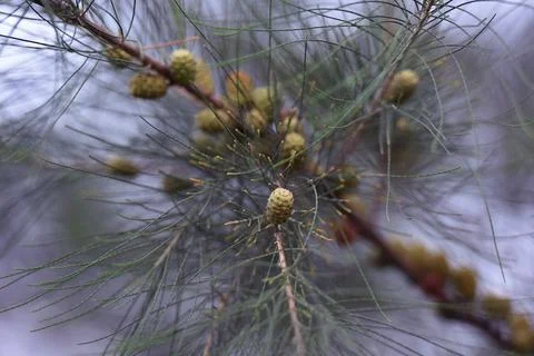 Pine tree branches and fruit against the background of the sky in the afternoon Stock Photos