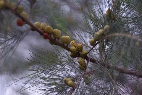 Pine tree branches and fruit against the background of the sky in the afternoon Stock Photos
