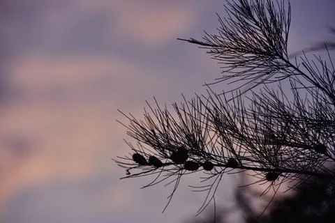 Pine tree branches and fruit against the background of the sky in the afternoon Foto stock