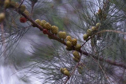 Pine tree branches and fruit against the background of the sky in the afternoon Stock Photos