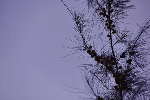 Pine tree branches and fruit against the background of the sky in the afternoon Stock Photos