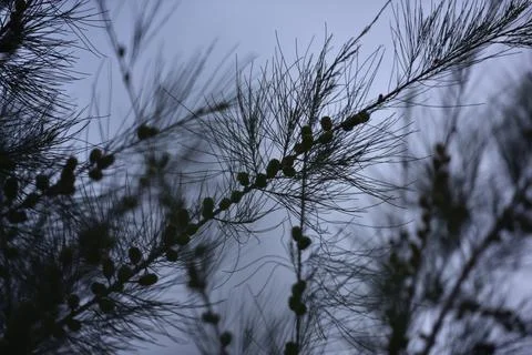 Pine tree branches and fruit against the background of the sky in the afternoon Stock Photos