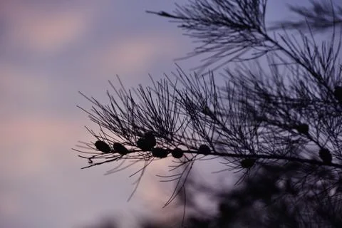 Pine tree branches and fruit against the background of the sky in the afternoon Stock Photos