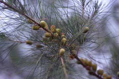 Pine tree branches and fruit against the background of the sky in the afternoon Stock Photos