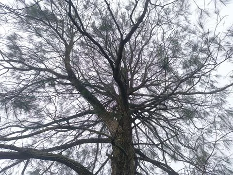 Pine tree with branches and leaves covered in mist. Photo from a lower angle. Stock Photos