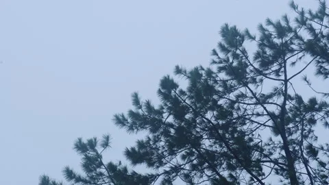 Pine tree branches and needles swaying in gentle wind breeze against blue sky Video stock 342905485
