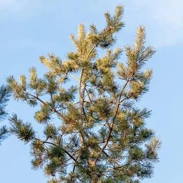 Pine tree branches and needles against clear blue sky Stock Photos