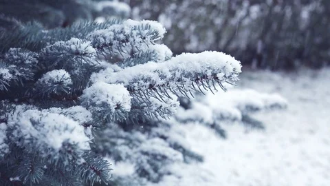 Pine tree branches and snowfall. Stock Footage 99103261