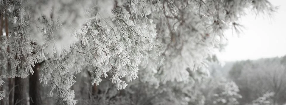 Pine tree branches are covered with frost, nature winter natural dark backgro Stock Photos