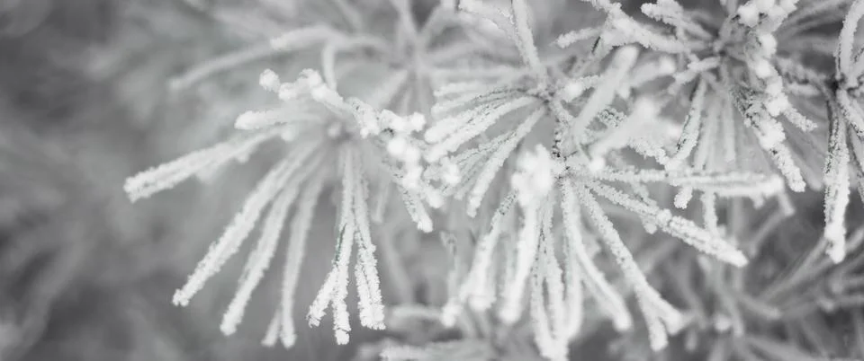 Pine tree branches are covered with frost, nature winter natural dark backgro Stock Photos