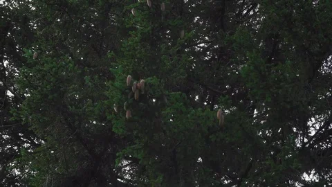 Pine tree branches are swinging in the strong wind. Stock Footage 114644968