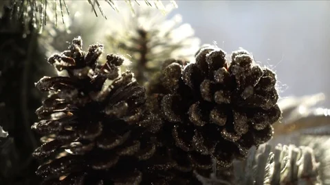 Pine tree branches back lit outside winter time sun shining through Stock-Footage 127036483
