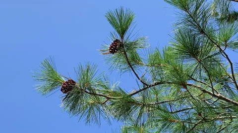 Pine tree branches blowing Stock Footage 166592412