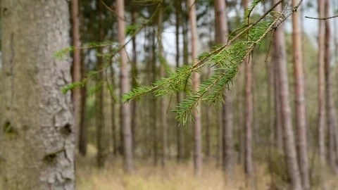 Pine tree branches blowing in the wind. Stock Footage 124166769
