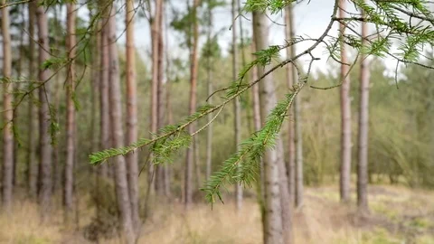 Pine tree branches blowing in the wind. Stock Footage 124166810