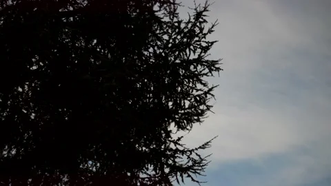 Pine tree branches blowing in the wind. Stock Footage 335168625