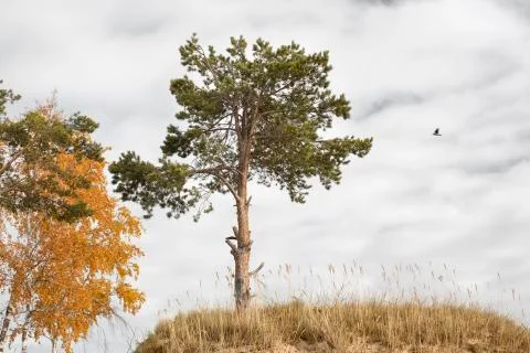 Pine tree with branches broken by strong winds on top of a grassy hill Stock Photos