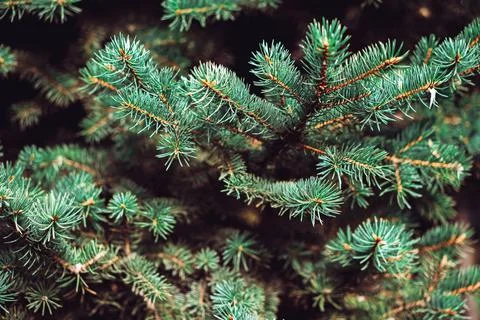Pine tree branches close up. Christmas background Fotos de archivo
