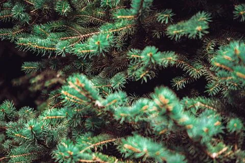 Pine tree branches close up. Christmas background Fotos de archivo