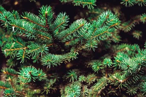 Pine tree branches close up. Christmas background Stock-Fotos